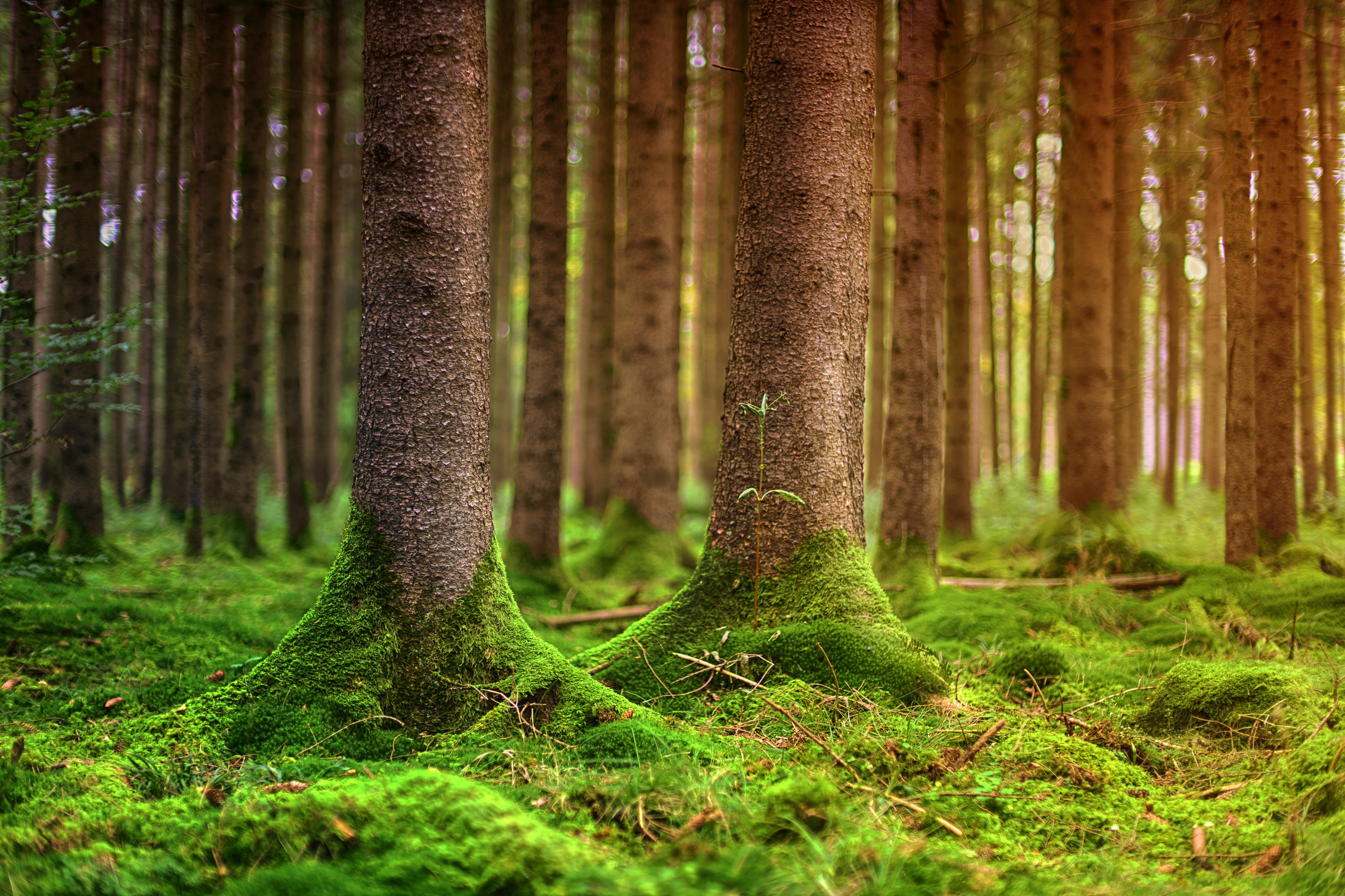 Mossy Forest Floor